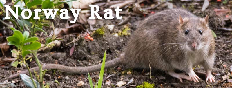 Norway Rat