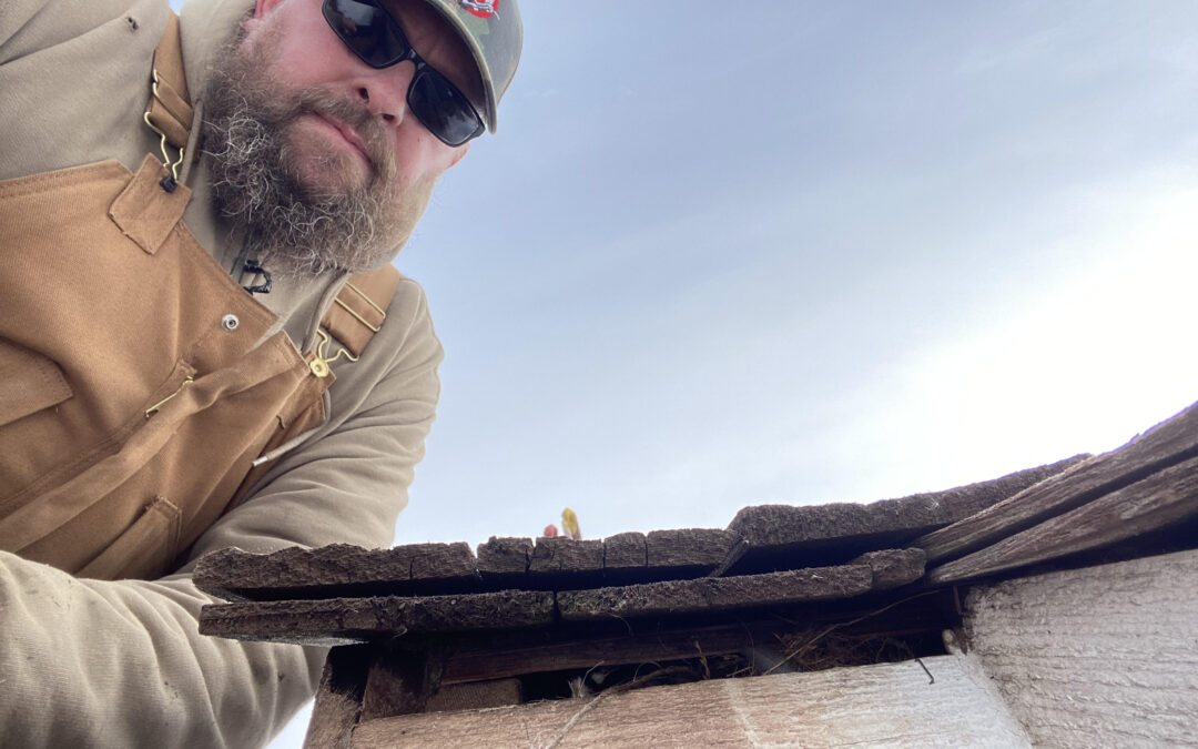 Rodent Proofing the Roof!  Are there Bird Feathers in there?