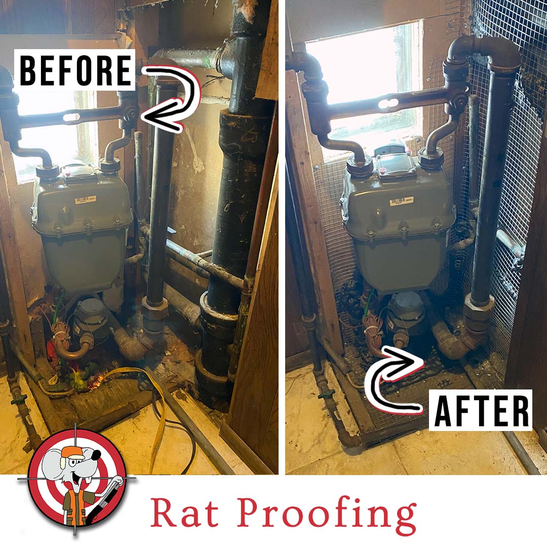 Rat Proofing a Multi Unit Property in Chicago