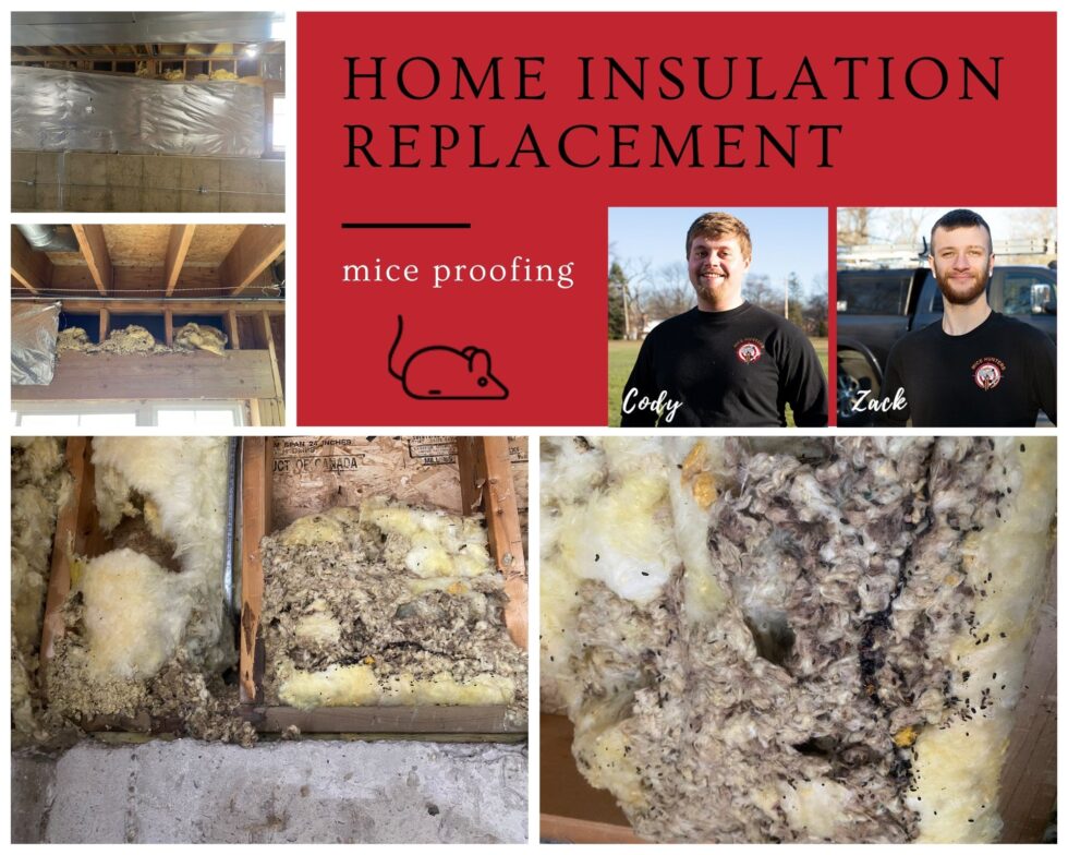 mice love insulation cleanup and replace_1