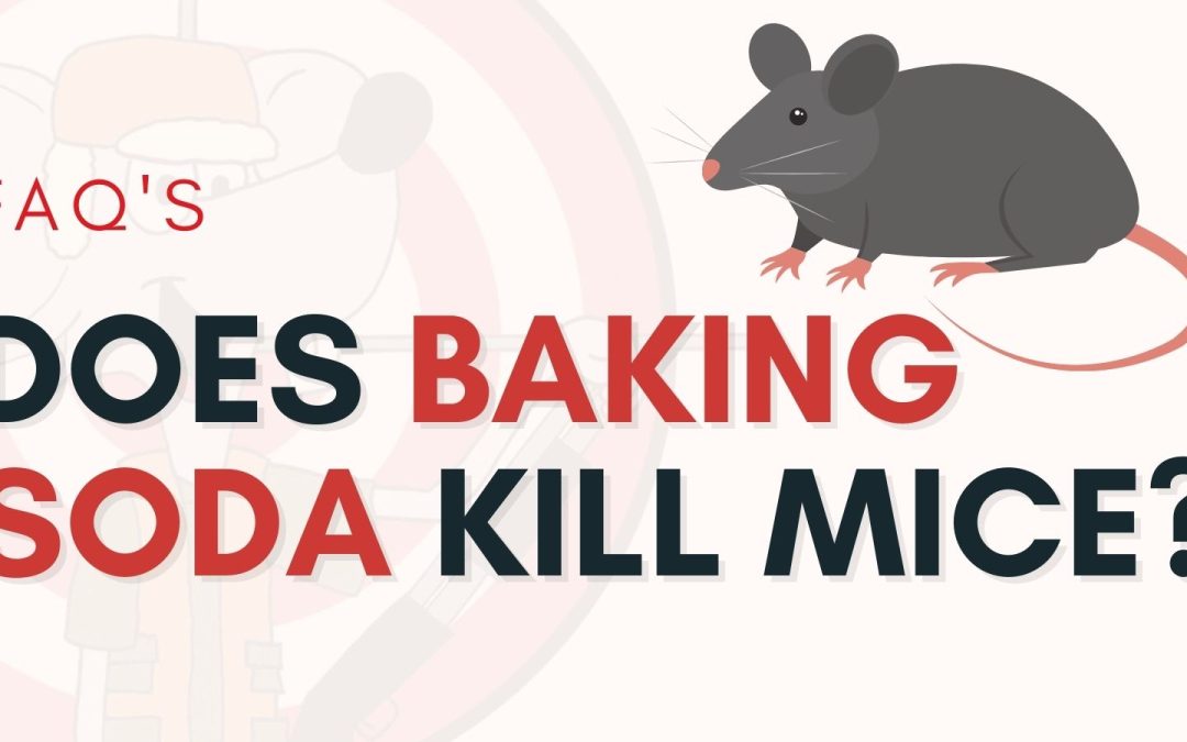 DOES BAKING SODA KILL MICE