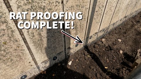 Rat Run Building Code How to RAT PROOF A SHED | How to keep rats out! - Mice Hunters