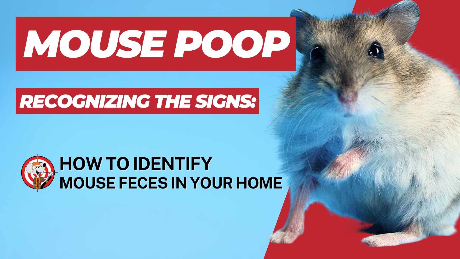 Recognizing the Signs: How to Identify Mouse Poop in Your House - Mice ...