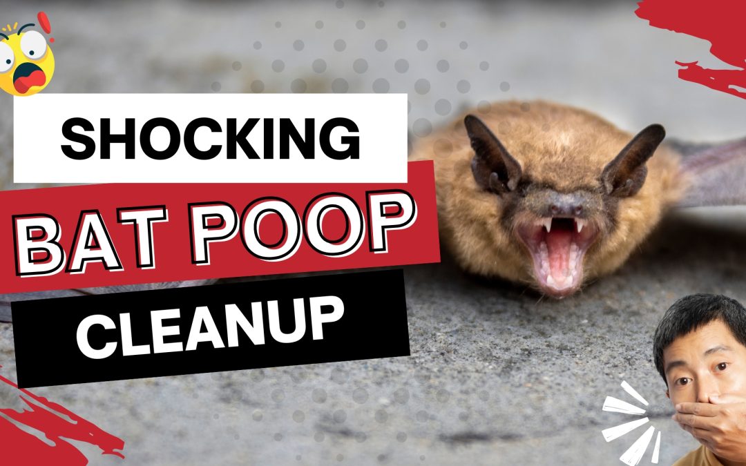 Bat Poop Cleanup Techny, IL