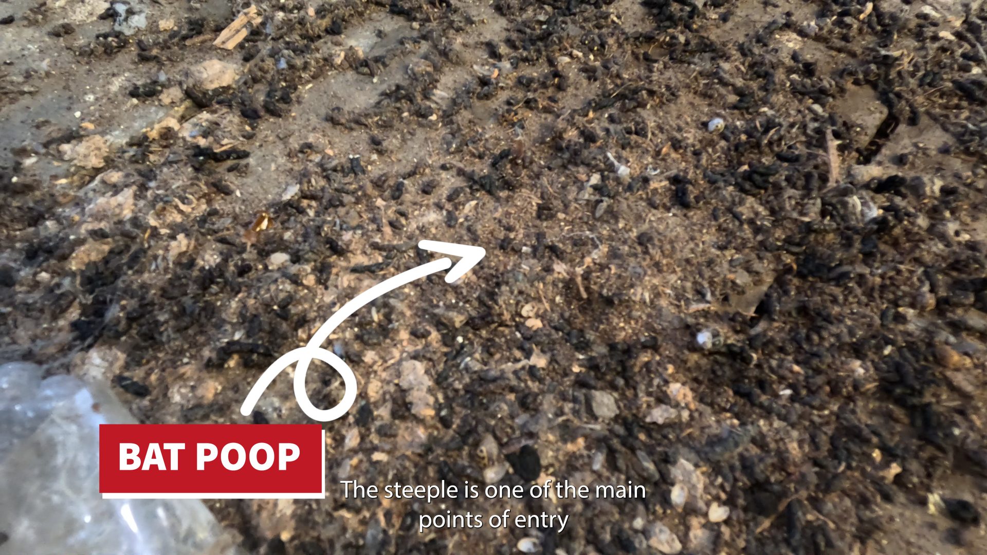 bat poop is seen here on the floor of the church steeple